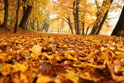 Close-up of autumn leaves in forest