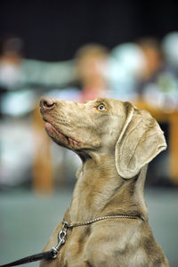 Close-up of a dog looking away