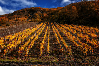 Vineyard in autumn on the moselle.