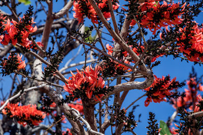 Low angle view of red flowering plant against sky