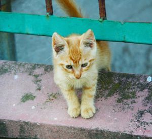 Portrait of cat sitting outdoors