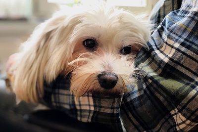 Close-up portrait of dog