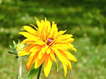 Close-up of yellow flower