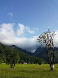 Scenic view of agricultural field against sky