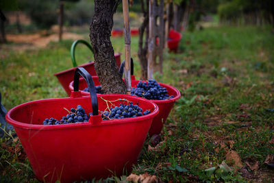 Grapes in the basket in vineyard