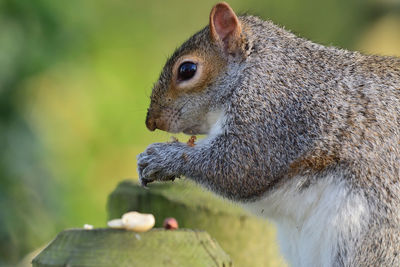 Close-up of squirrel eating food