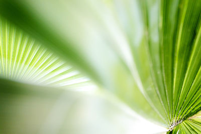 Close-up of palm leaf