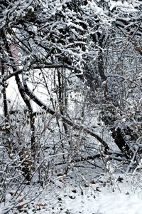 Close-up of frozen tree during winter