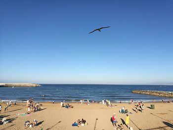 Bird flying over people at beach against clear blue sky