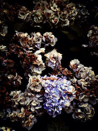Close-up of flowers