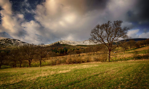 Bare trees on field against sky