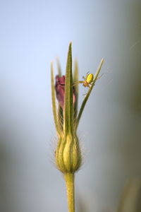 Close-up of cactus plant against clear sky
