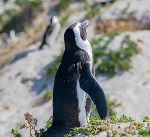 Penguins at boulders beach in simons town south africa