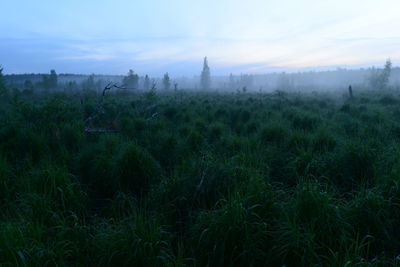 Plants growing on land against sky