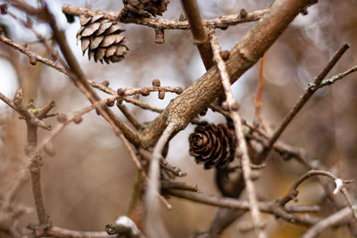 Brown cones sitting on tree branch