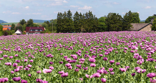 Pink flowering plants on field against sky