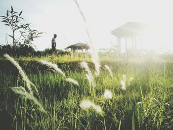 Plants growing on grassy field