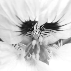 Close-up of flower blooming outdoors