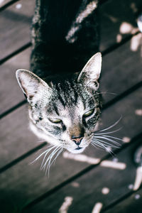 High angle view of stray cat on pier