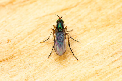 Close-up of fly sitting on table