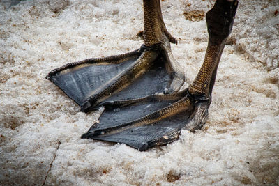 High angle view of swan feet on snow