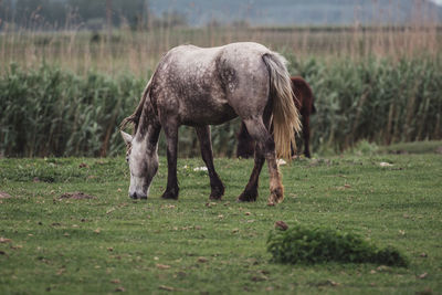 Horse grazing in a field