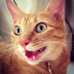 Close-up portrait of cat