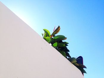 Low angle view of plants against clear sky