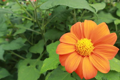 Close-up of yellow flower