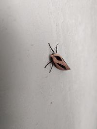 Close-up of butterfly on wall