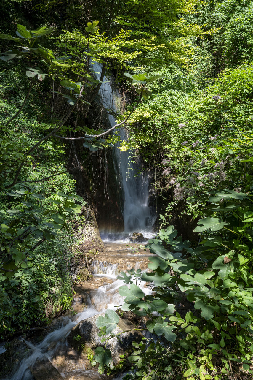 plant, waterfall, tree, beauty in nature, forest, water, scenics - nature, body of water, nature, rainforest, land, stream, motion, flowing water, watercourse, green, water feature, environment, woodland, growth, jungle, no people, non-urban scene, foliage, long exposure, lush foliage, rock, natural environment, outdoors, river, creek, day, flowing, wilderness, leaf, vegetation, state park, blurred motion, travel destinations, autumn, old-growth forest, tranquility, idyllic, landscape, ravine, travel, tranquil scene, tourism, nature reserve, plant part