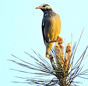 Low angle view of birds perching on tree