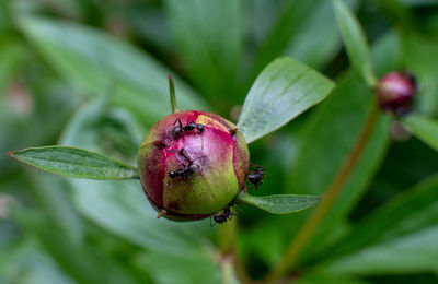 plant