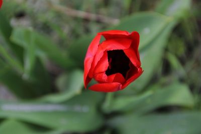 Close-up of red rose