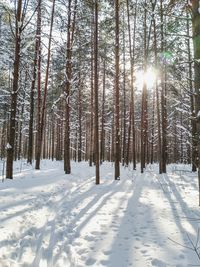 Trees in snow covered forest