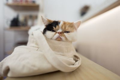 Close-up portrait of a cat