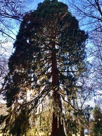 Low angle view of tree against sky