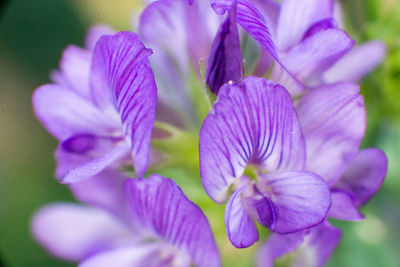 Close-up of purple flowering plant