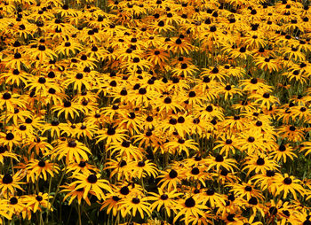 Full frame shot of sunflower field