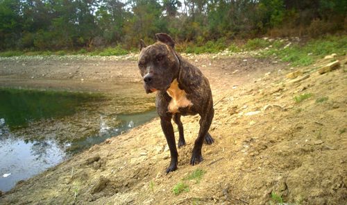 Dog on shore