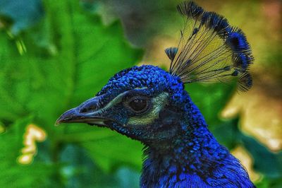 Close-up of peacock