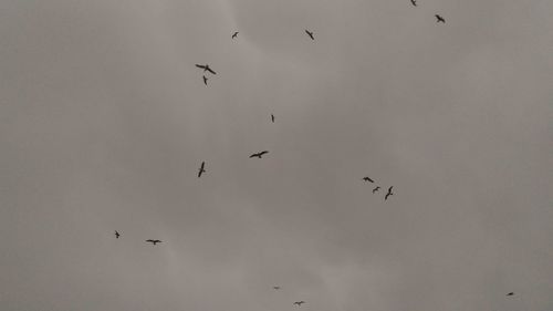 Low angle view of birds flying in the sky