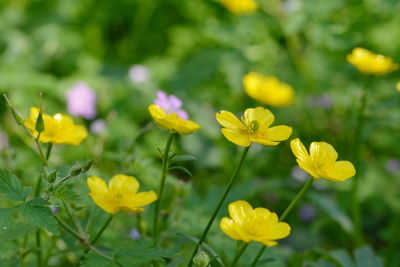 Close-up of yellow flowering plant on field