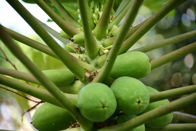 Close-up of fruits growing on tree