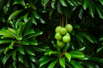 Close-up of berries growing on tree