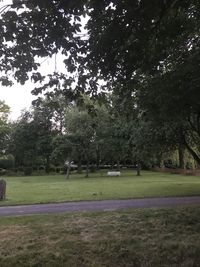 Trees in park