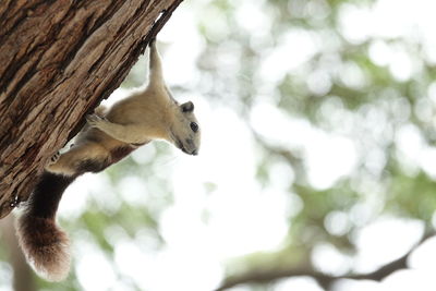 Low angle view of horse on tree