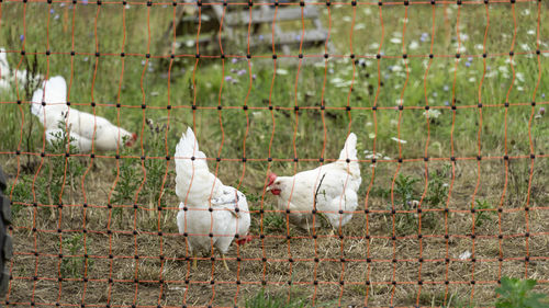 Birds in a farm