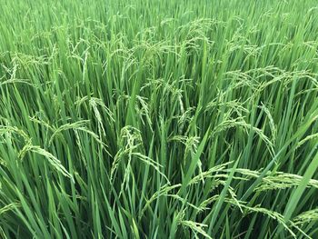 Full frame shot of crops growing on field