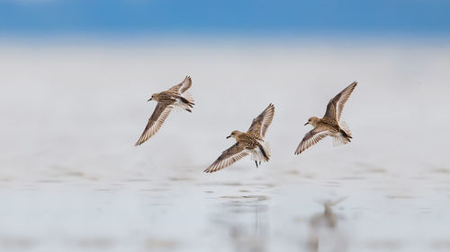 Close-up of bird flying over lake